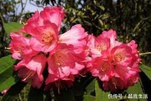 养花人都不喜欢的北阳台，夏天是块“宝”，养这些花草太好了