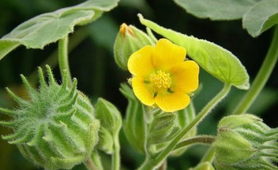 植物|农村一种植物，人称“车轮草”，田野里很多，却能治耳聋、耳鸣