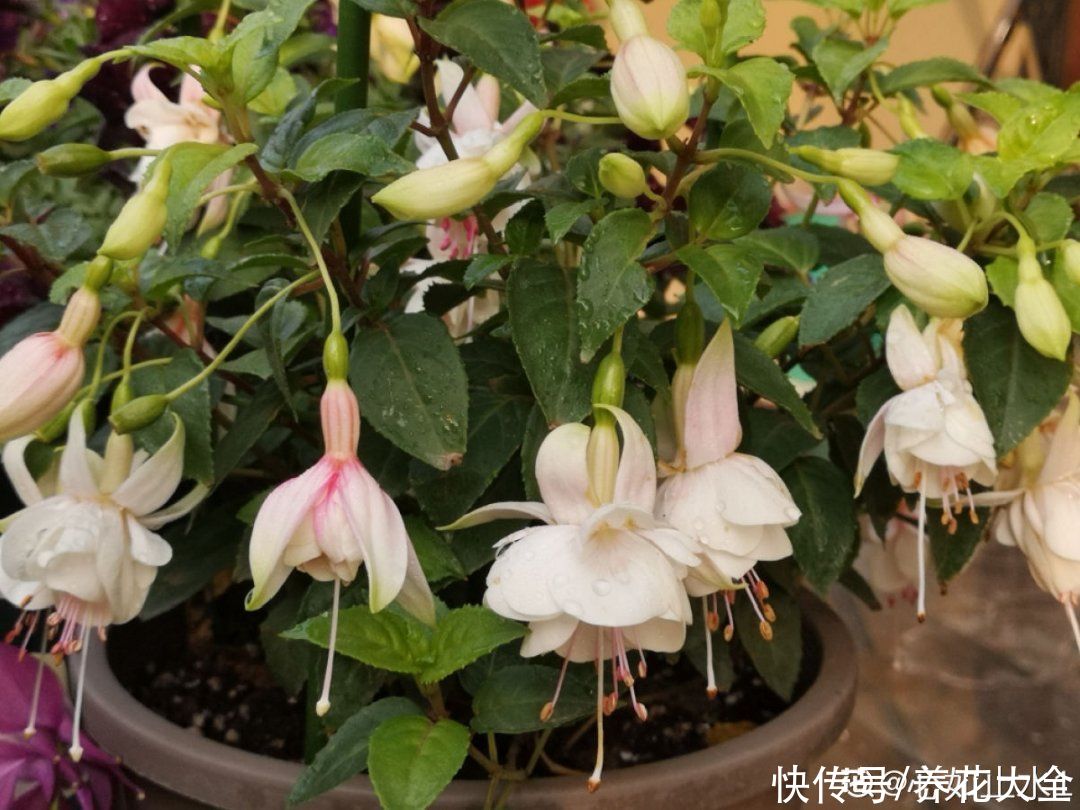 蟹爪兰|立秋后，7种花要“苏醒”，可以放手养了