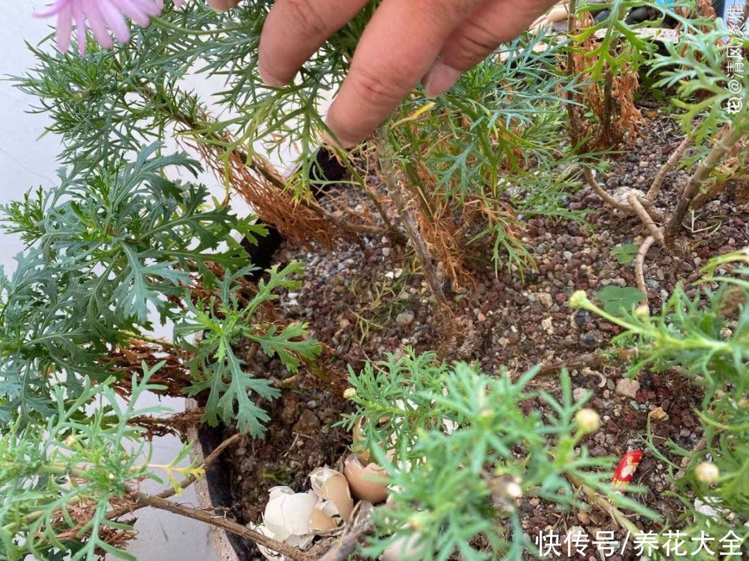 花苞|天热了，20种花最怕浇水，浇得越多，死得越快