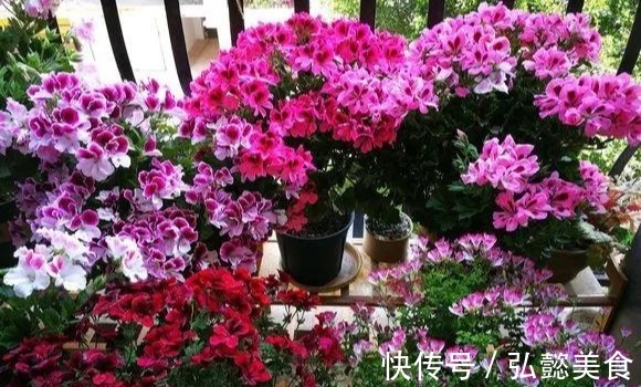 水培|3种枝条泡水里,10天长根,一次开花100朵,水培成活率更高!