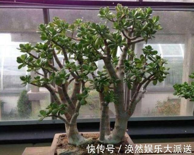肥料|玉树四季常青,养护得当根茎木质化,养出价值高“老桩”