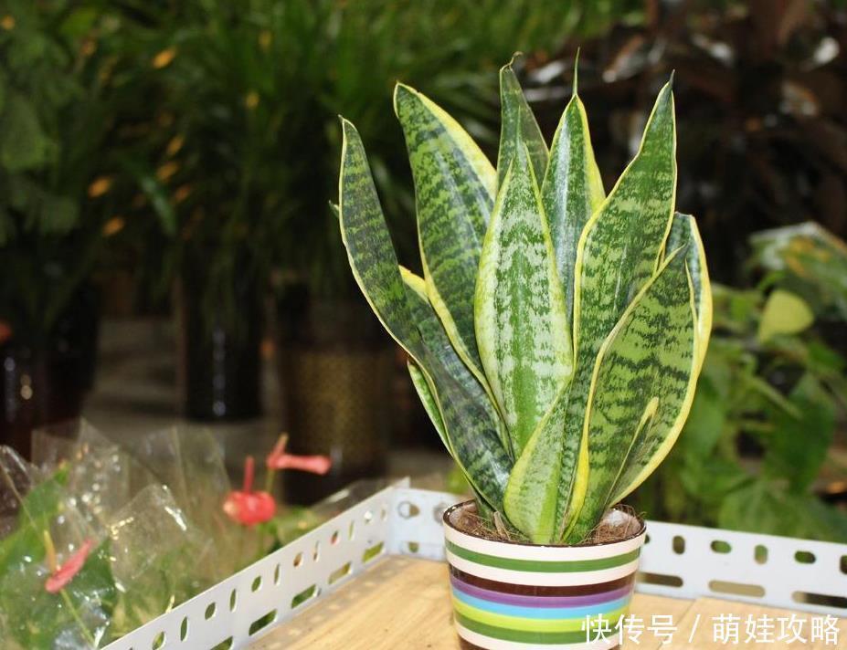 浇水|家养虎皮兰,要想长得好,学会几个浇水技巧