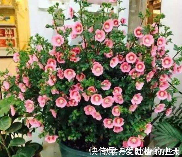 叶片|4种花养家里,福旺运旺财更旺,花开不断,还能旺财!