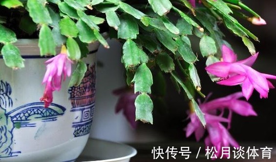 张大爷养蟹爪兰只要一个鸡蛋，一个小技巧，枝头冒出无数花苞