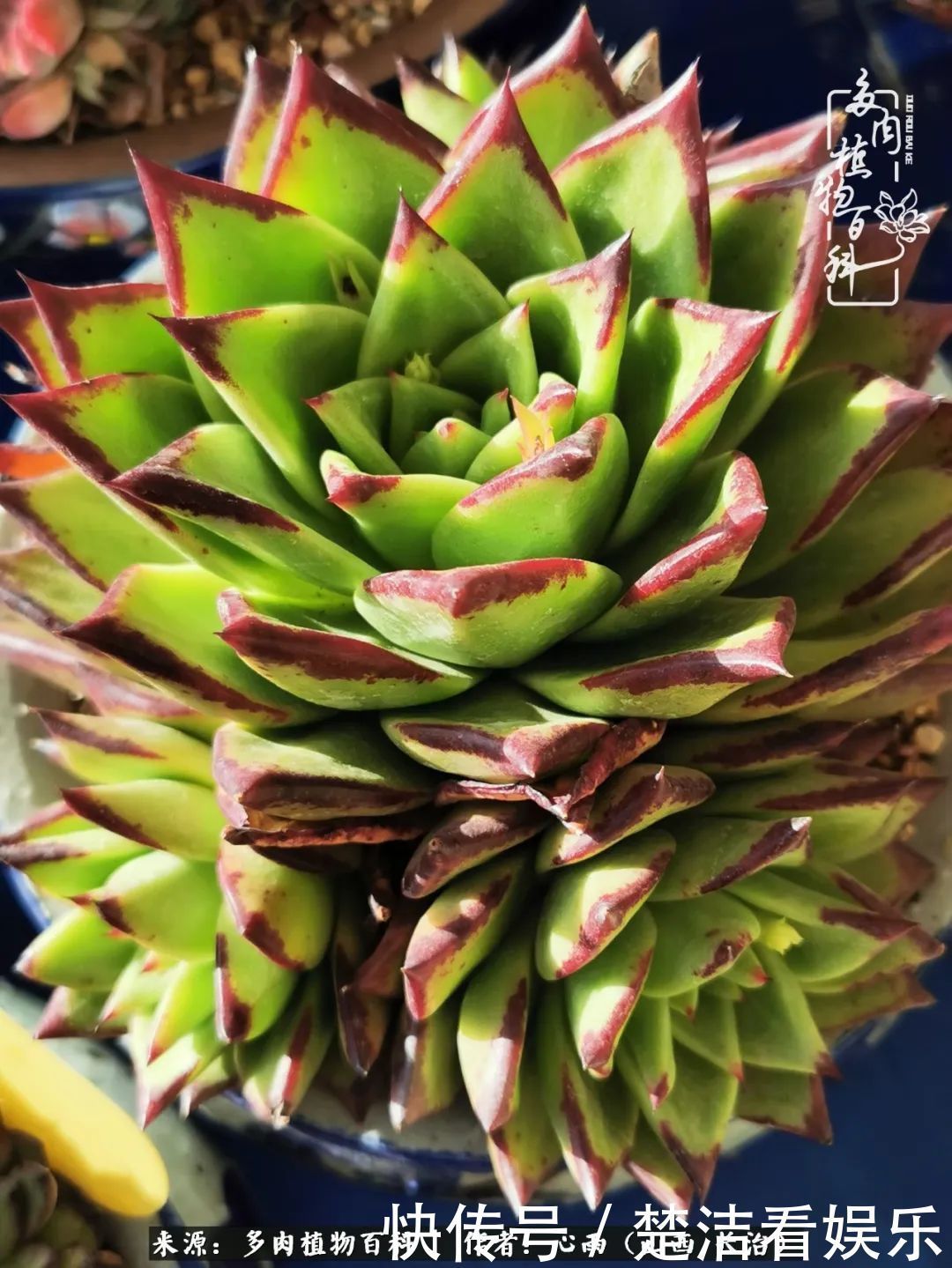 三色堇|懂得珍惜的人,才值得拥有更多美好的事物!养多肉也是如此!