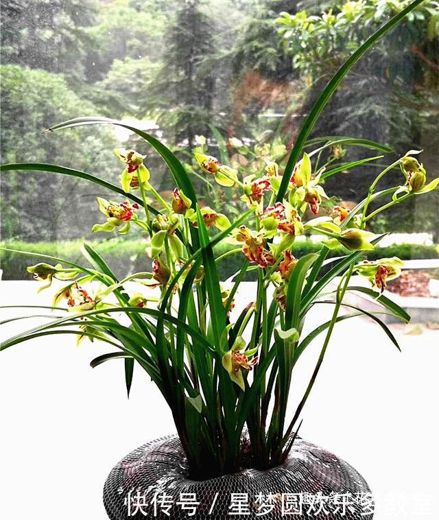 这款兰花人称“活香水”,一年四季香满屋,花瓣以奇、雅而闻名