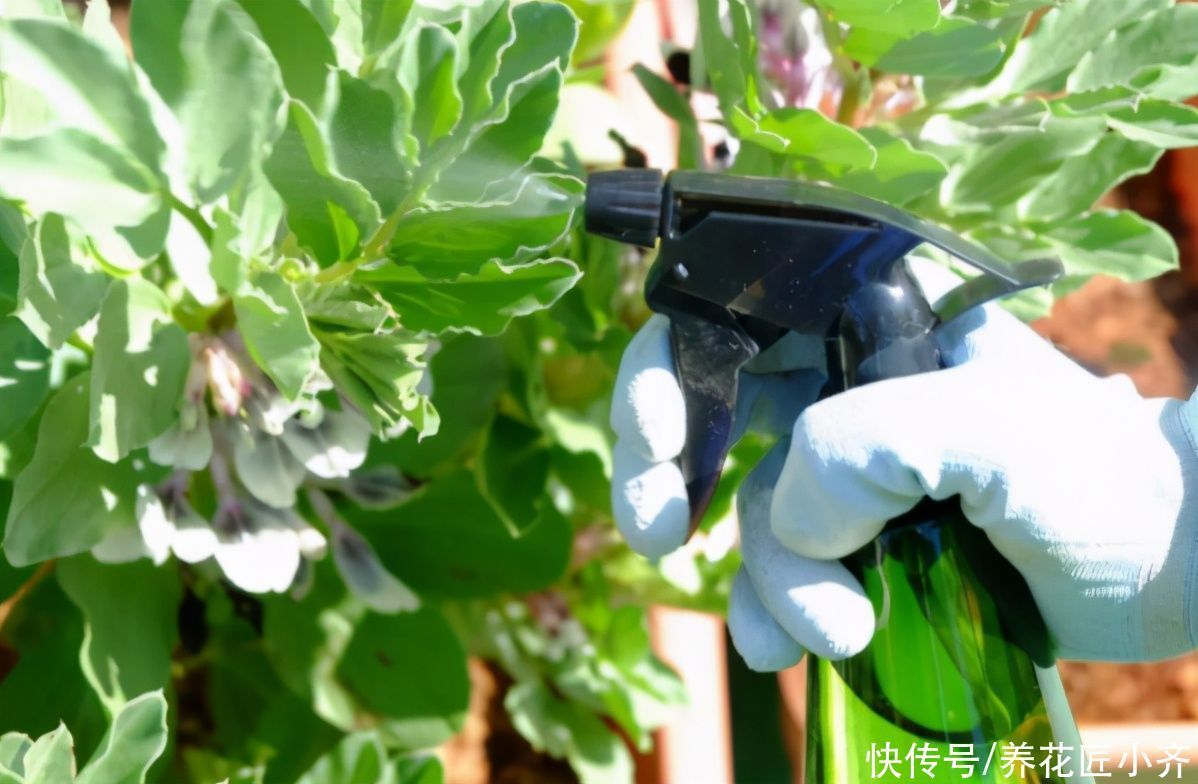 喷药|蚧壳虫身披“蜡质壳”,养花遇到很烦人,记住这几招,全部都消灭
