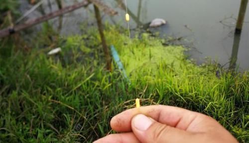 白露|过了白露鲫鱼应该这样钓，就用这种钓法，大鲫鱼手到擒来！