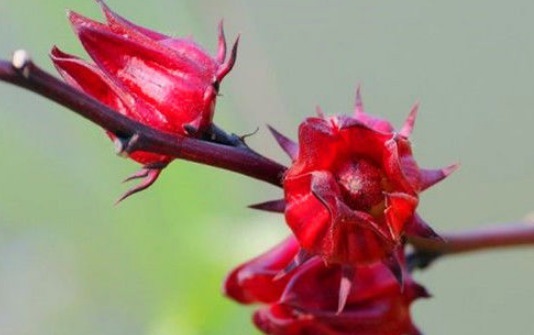 女性|女性不想子宫“脏脏的”,多吃4种食物,排出毒素,滋养女性子宫