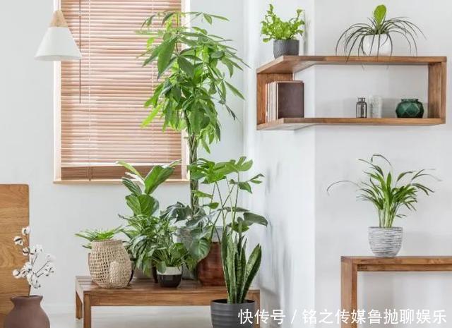 用自来水、雨水、桶装水和凉开水养花的差别,哪种水养花最好呢