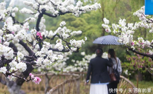 春雨碧桃花别样妖娆