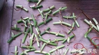绿色|爱吃“油”的盆栽，你知道是什么吗只需喝2滴，1年养出百十盆