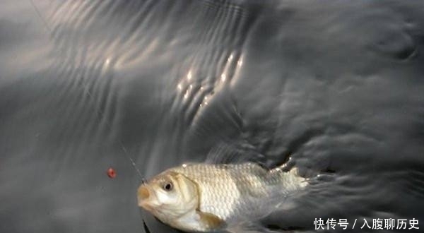 全是|小鱼闹窝就不钓了记牢老钓友这“妙招”,上钩的全是大鱼,莫忽视