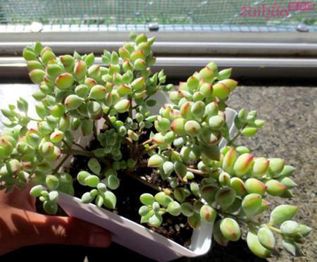 秋丽秋丽|养多肉10年,总结5种便宜好养的多肉,容易出状态,值得拥有