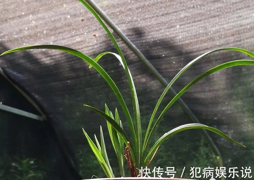 兰花|兰花僵苗怎么办？最怕这种错误判断，兰友：难怪一直不开花