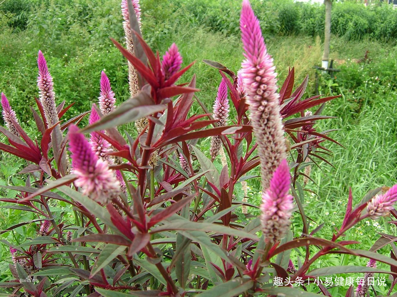野鸡冠花|路边无人问津的野草,清肝明目,头不昏了,眼不花了,你认识吗