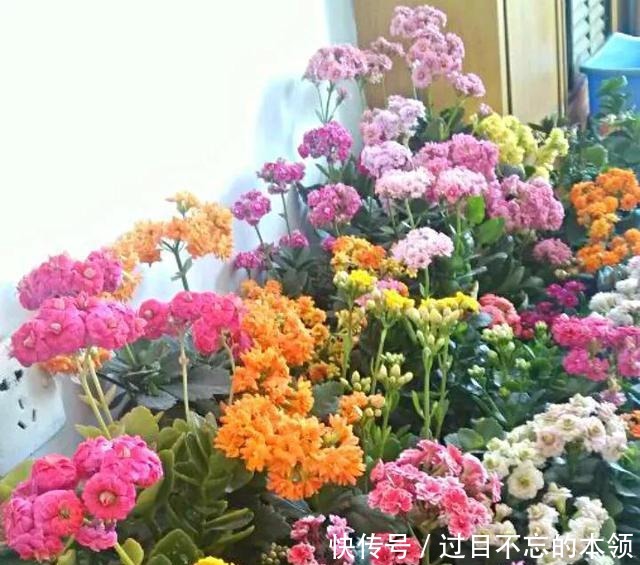 家里4种“药片”,过期不要扔,都是养花“宝贝”, 比花肥好用10倍!