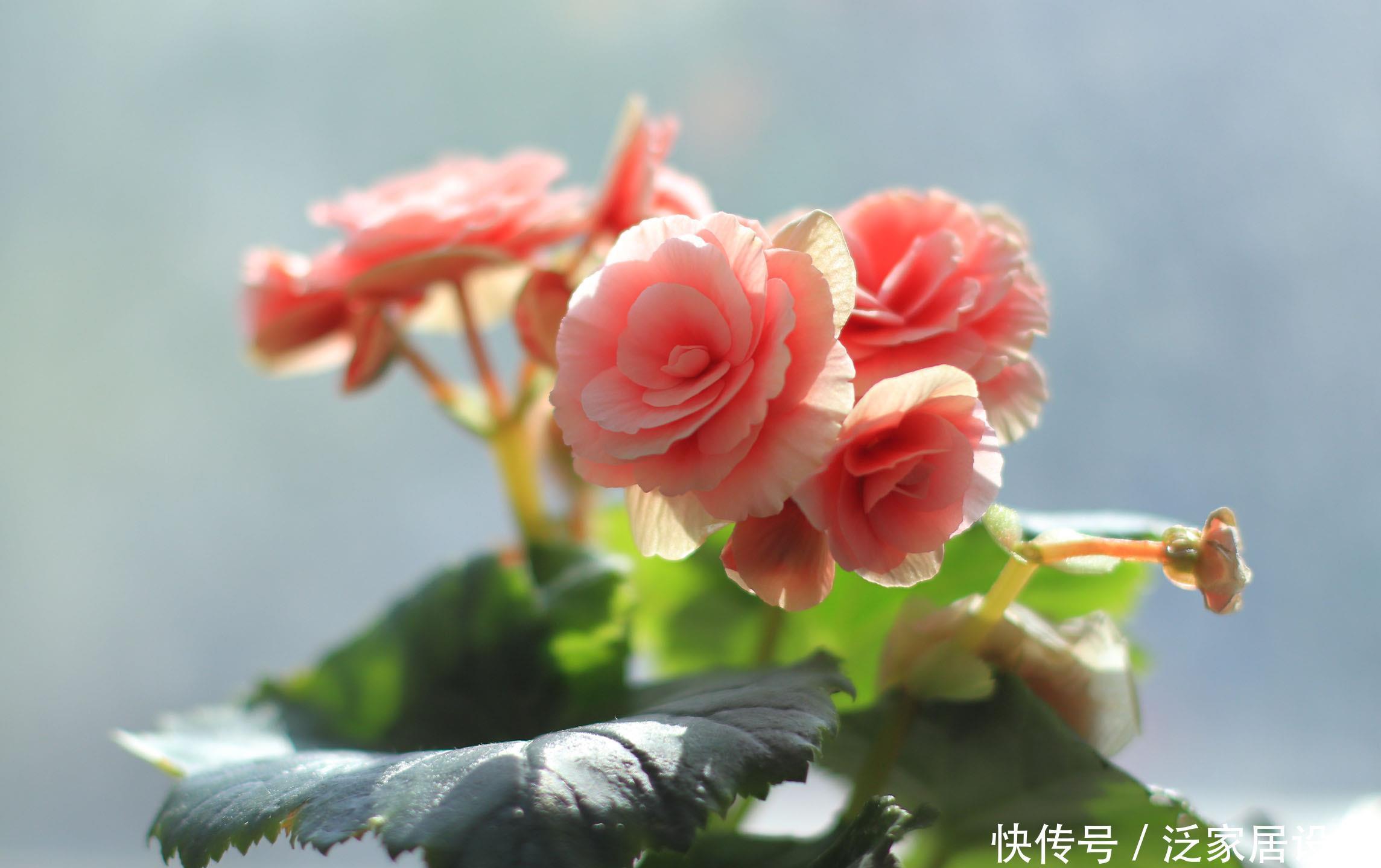 养花的6个“误区”，很多人都不自知，难怪养不好花