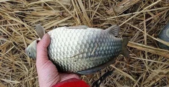 冬季如何专钓大板鲫?钓鱼高手的4个绝招赶紧收好,保你钓的爽!