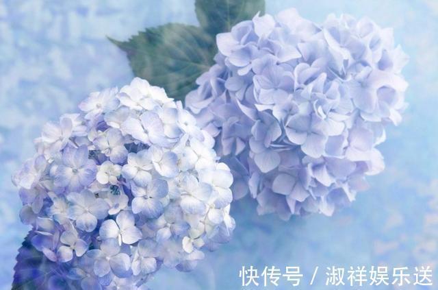 花苞|绣球花还没开就变黑了,你知道原因吗这几点你要知道