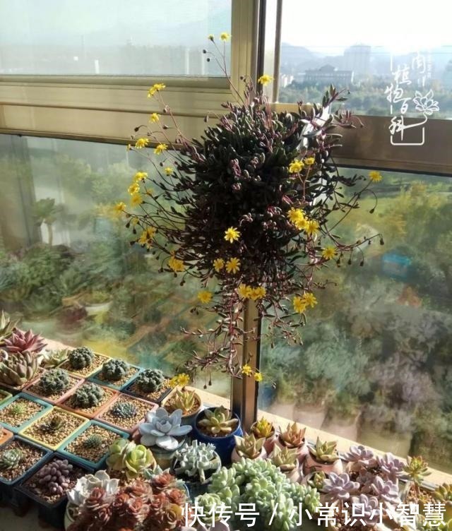 欧紫|我是多肉飘窗党,我来晚了!我是多肉飘窗党,我来晚了!