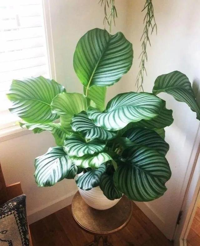 五种盆栽,自带高贵气质,在家摆一盆,格调高,人人夸你眼光好