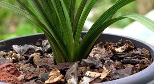 养花自制肥料：该怎么用好柳树皮，挖掘其中的价值？