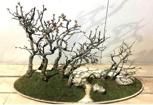 11株苗扎堆，不是柴火，而是一道苍山叠翠山水风光的水旱盆景！