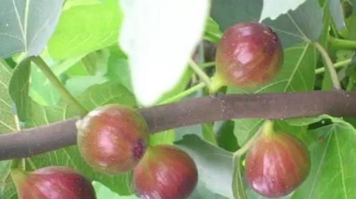 无花果树|盆栽无花果,掐个枝埋土里,根系蹭蹭长,既是盆景又能结果