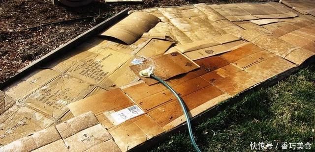 常用的一些生活用品,变成园艺工具,用来养花太方便了