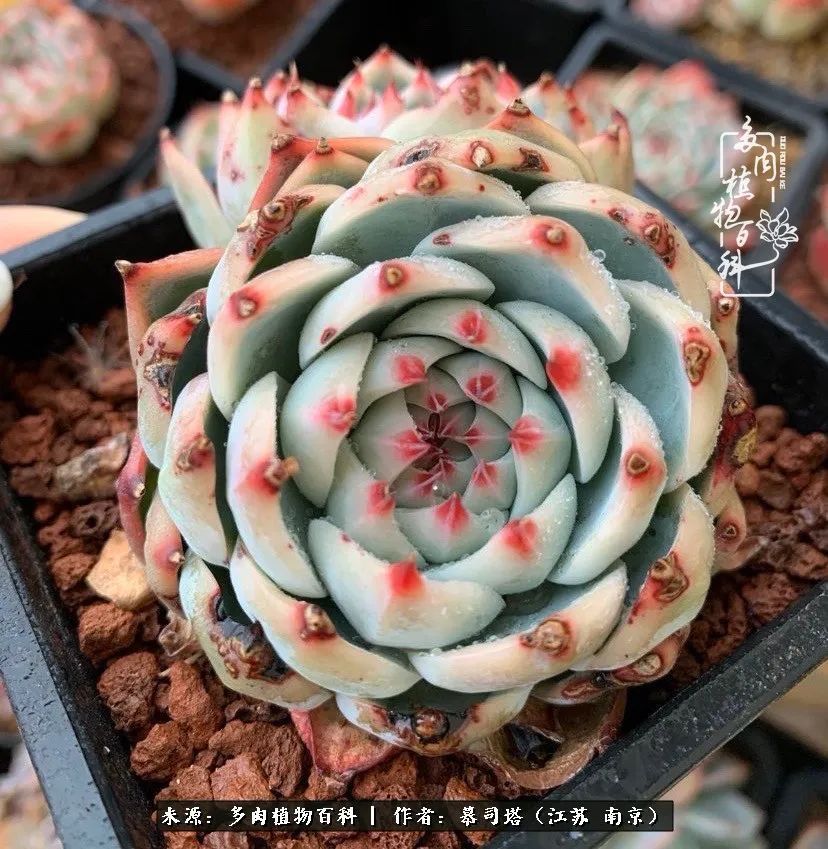 当多肉小白磕上吉娃娃!把自己都要美哭了!