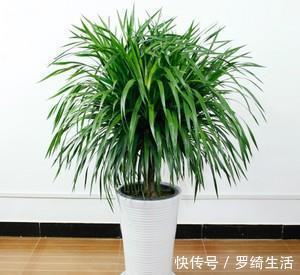 玉麒麟|3种被人误会的“丑花”,霸气侧漏寓意好,镇宅招财又平安