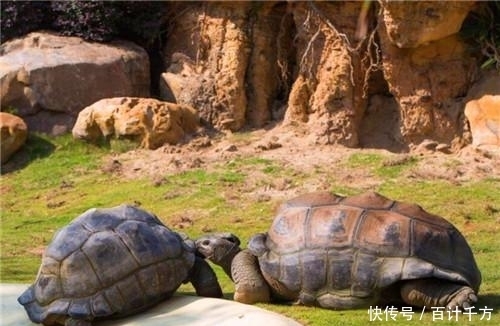 现世|世界最长寿的树在瑞典现世,活了9500年,仍在生长,全球仅此一棵