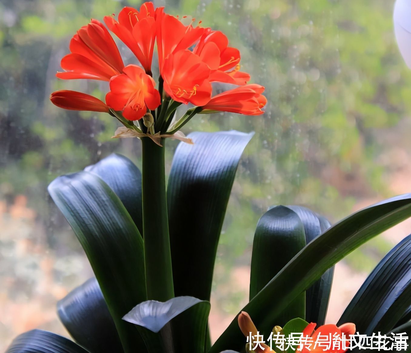 光照|冬天养君子兰，这件事新手不知道，老手易忽略，做好根壮花美