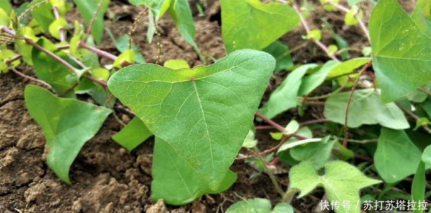 民间|农村这种野草，蛇见了就跑，人称“蛇倒退”，却是民间的治病良药