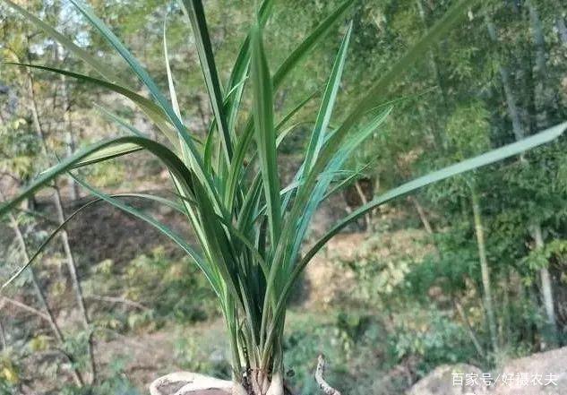 兰花换植料后,叶片有点萎蔫,是不服盆吗