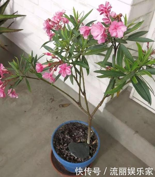 家里盆栽植物的要注意此4种进屋，既对健康不利又影响运气