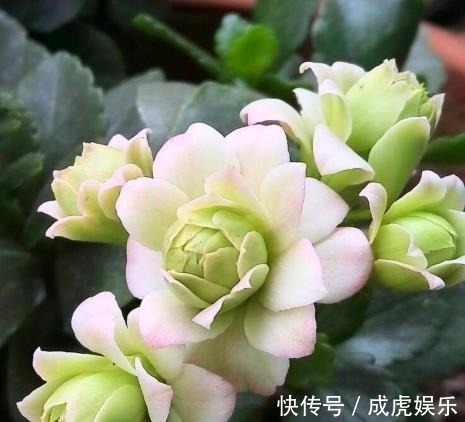 追求完美|''两口子有以下生肖的'',日子不会太富裕,但孩子将来很有出息