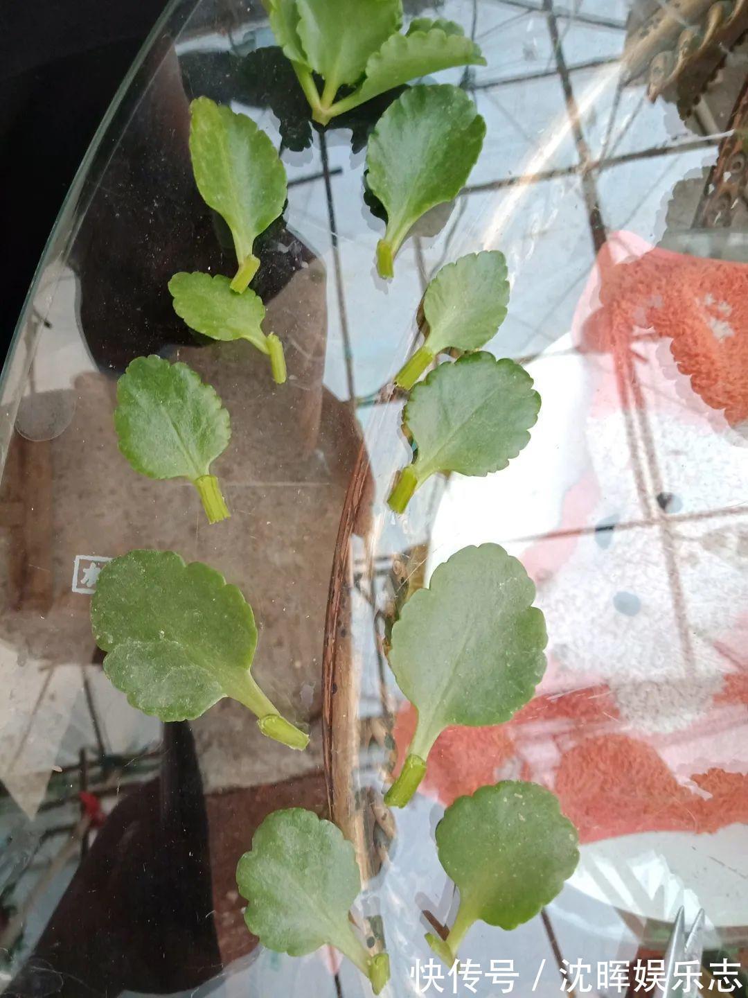 非洲堇|这花送人,只用送一片叶子,插土就活不心疼!