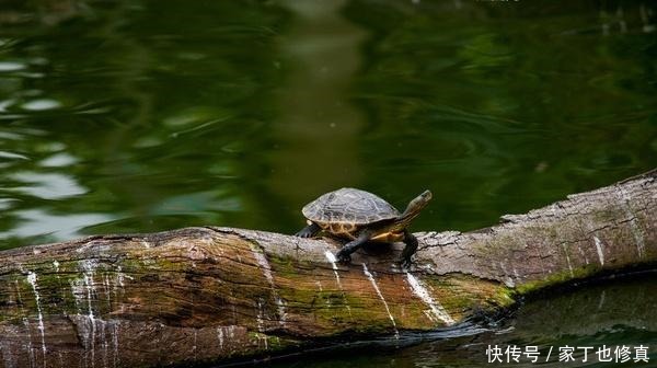  庙小妖风大，后面一句真妙，看完才知道这三个做人的道理真重要