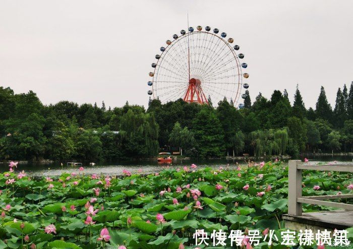 圆影|周末带娃记 -一家人自驾途观L欢乐出行 划船赏荷