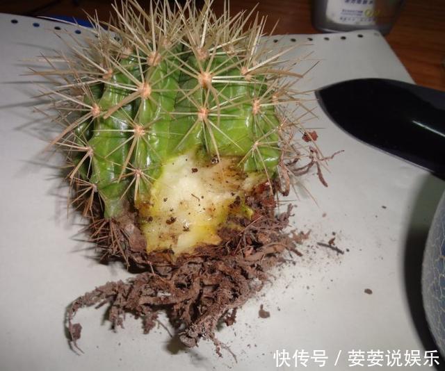 金琥|养仙人球,有“1点”别忽略,不烂根长得胖,长到脸盆大,还开花