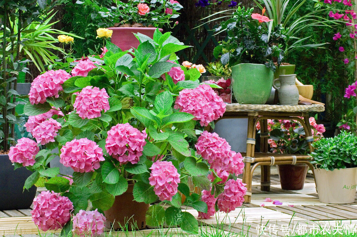  救治|盆栽知识入门必识：?盆花死亡的主要原因，以及救治方法