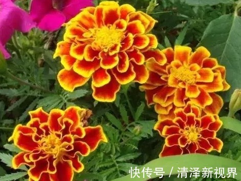 花草匠|此花，花开100天，比月季好养，比菊花好看，播种不到2月就开花