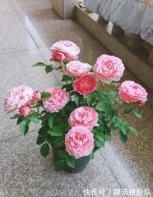 月季|养月季首选海神王阳台，9月把握住4点，花开一茬挨着一茬