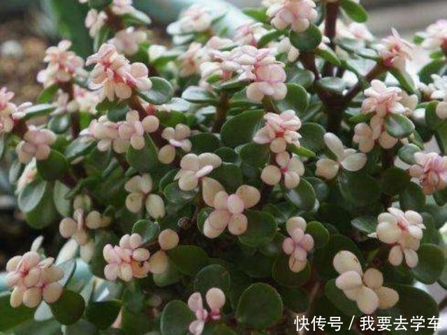 家中养金枝玉叶,到底能不能开花,原来需要满足这些条件!