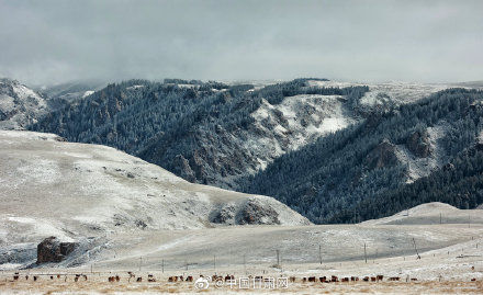 山丹马场|甘肃山丹马场深秋迎降雪 祁连山银装素裹