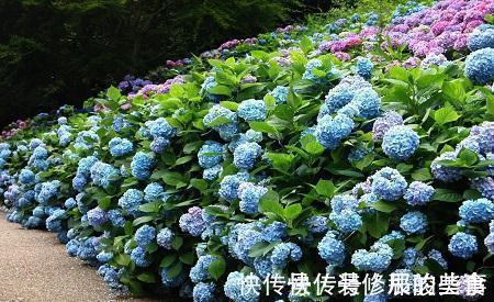 非洲堇|养花试试这几款,即使全年不见阳光的室内也可以长势良好