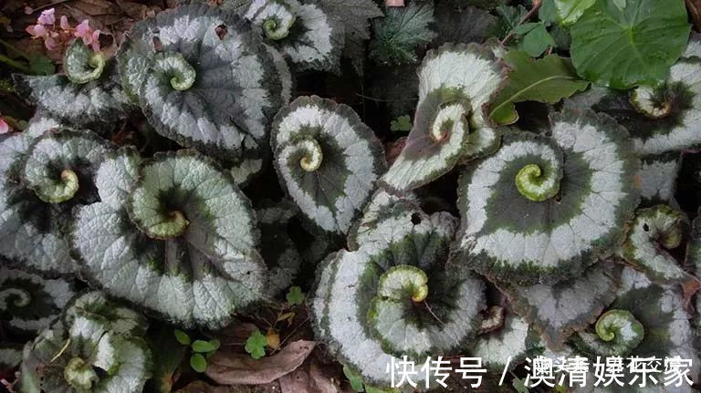 四个形态各异的秋海棠品种,你喜欢观叶的还是观花的